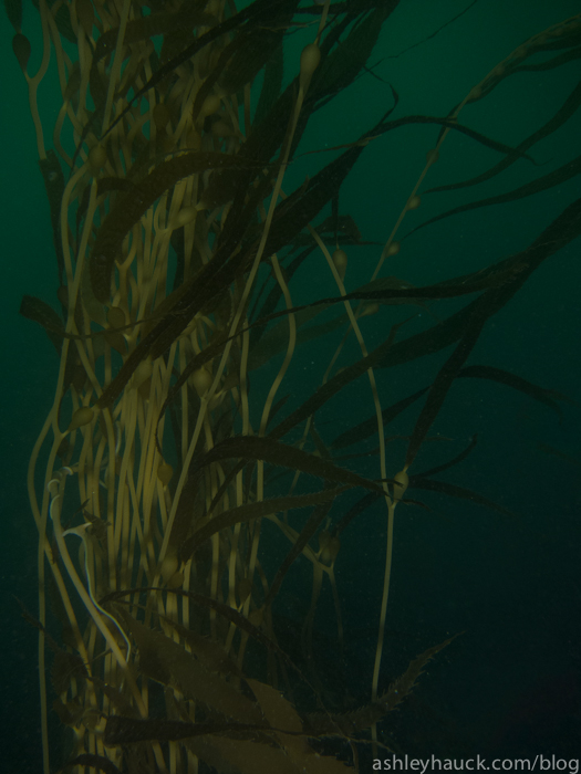 Low visibility in the kelp forest.
