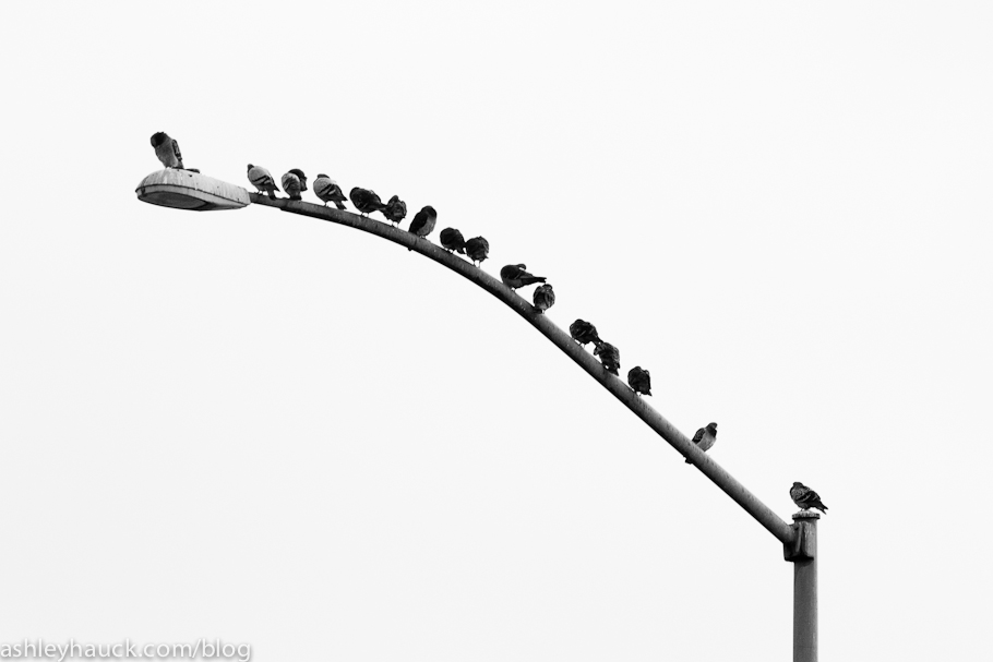 Birds on a streetlamp
