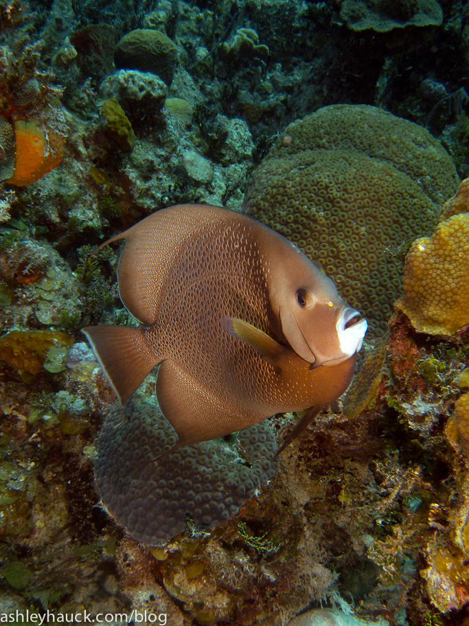 Diving Nassau, Bahamas: Tropical Fish