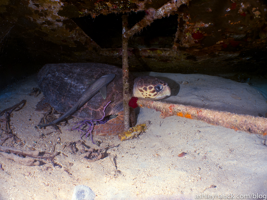 Diving Nassau, Bahamas: Sea Turtle