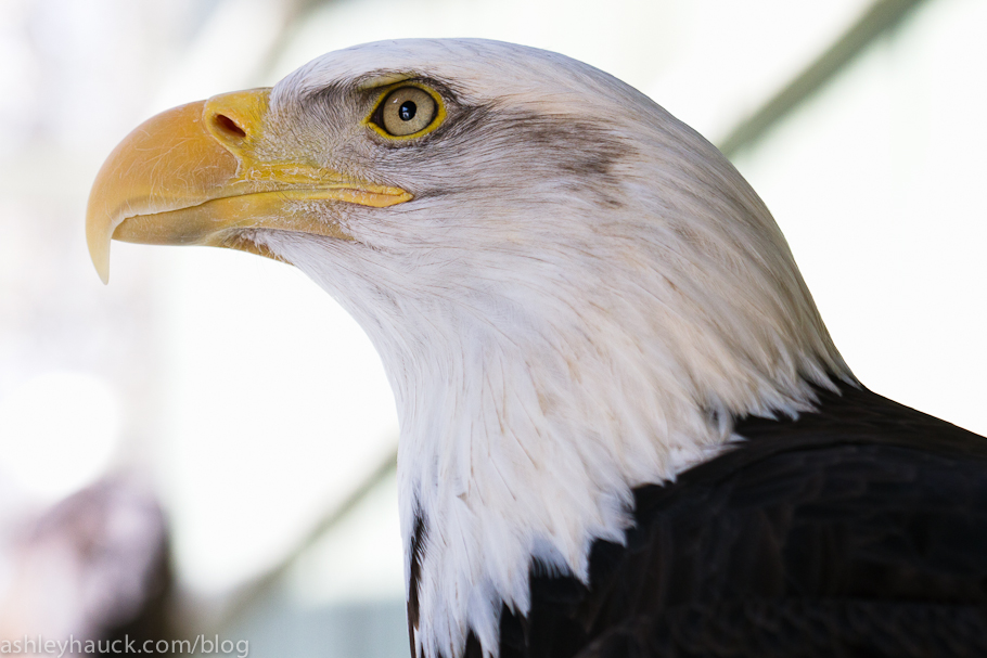 Bald Eagle at VINS in Quechee, Vermont