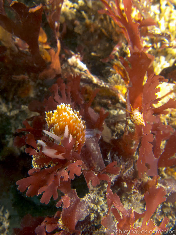 Hermissenda crassicornis nudibranch (opalescent sea slug)