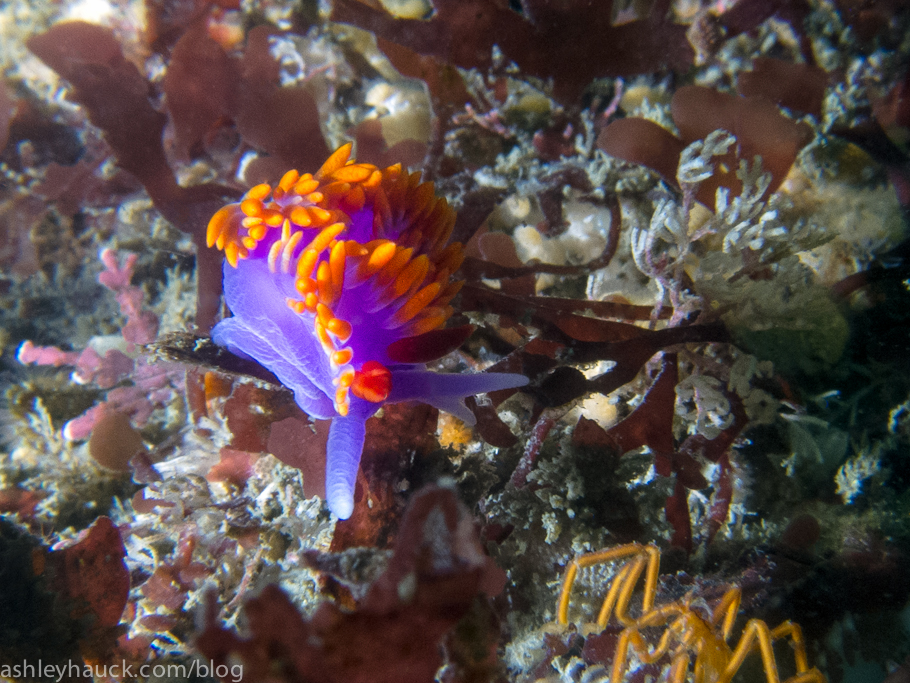 Spanish Shawl Nudibranch in Point Loma Kelp Beds, San Diego