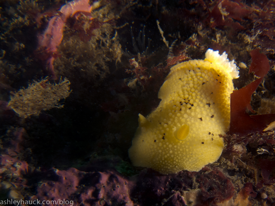 Nudibranchs: The Sea Lemon