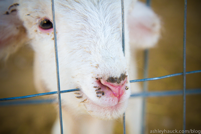 The Dirty Lamb -or- “In which our heroine falls asleep, and wakes up at a petting zoo in Utah”
