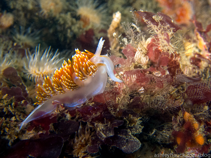 When the visibility gets tough, the tough find nudibranchs