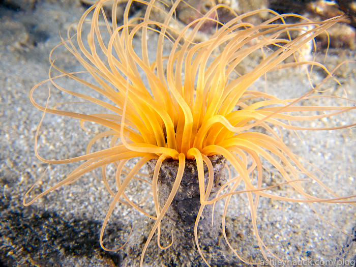 Tube anemone at La Jolla Shores