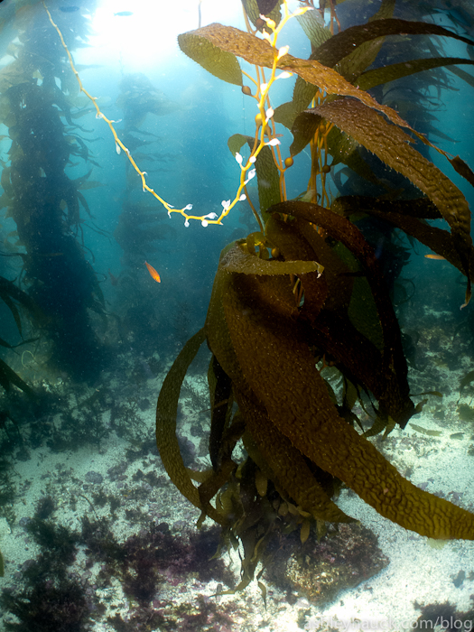 Kelp at Two Harbors, Catalina