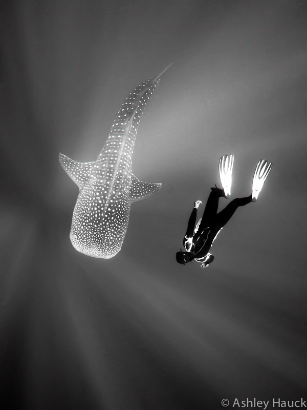 Free diver with whale shark.