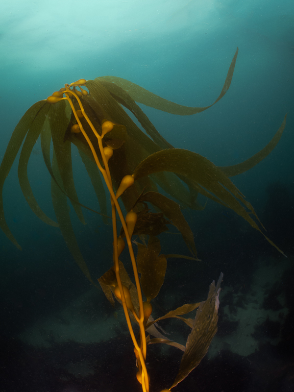 Photo of scuba diving Marine Street Beach - kelp