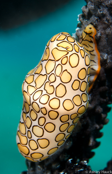Curaçao: Stunning Slugs, Snails, and Worms, or… the Pretty Yucky Stuff