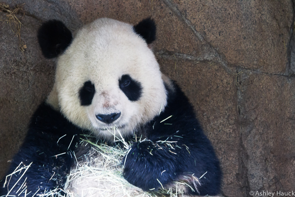 Baby Pandas are Adorable Fuzzy Lumps of Boring