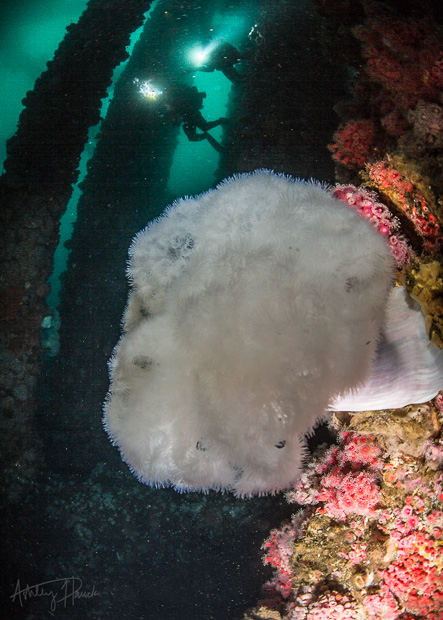 13 More Photos from Diving the Oil Rigs and the Wreck of the Olympic