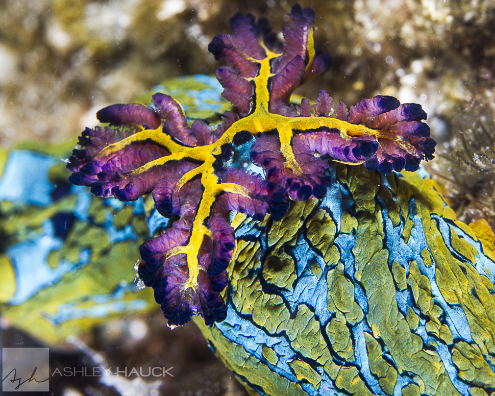 The Sea of Cortez is Riddled with Nudibranchs