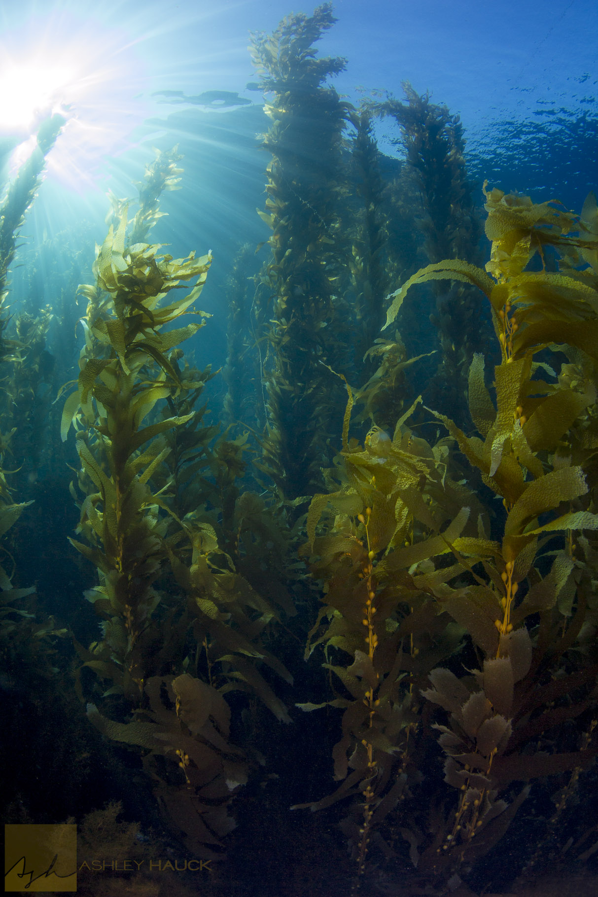 Sunlight streaming through the Catalina kelp forest canopy
