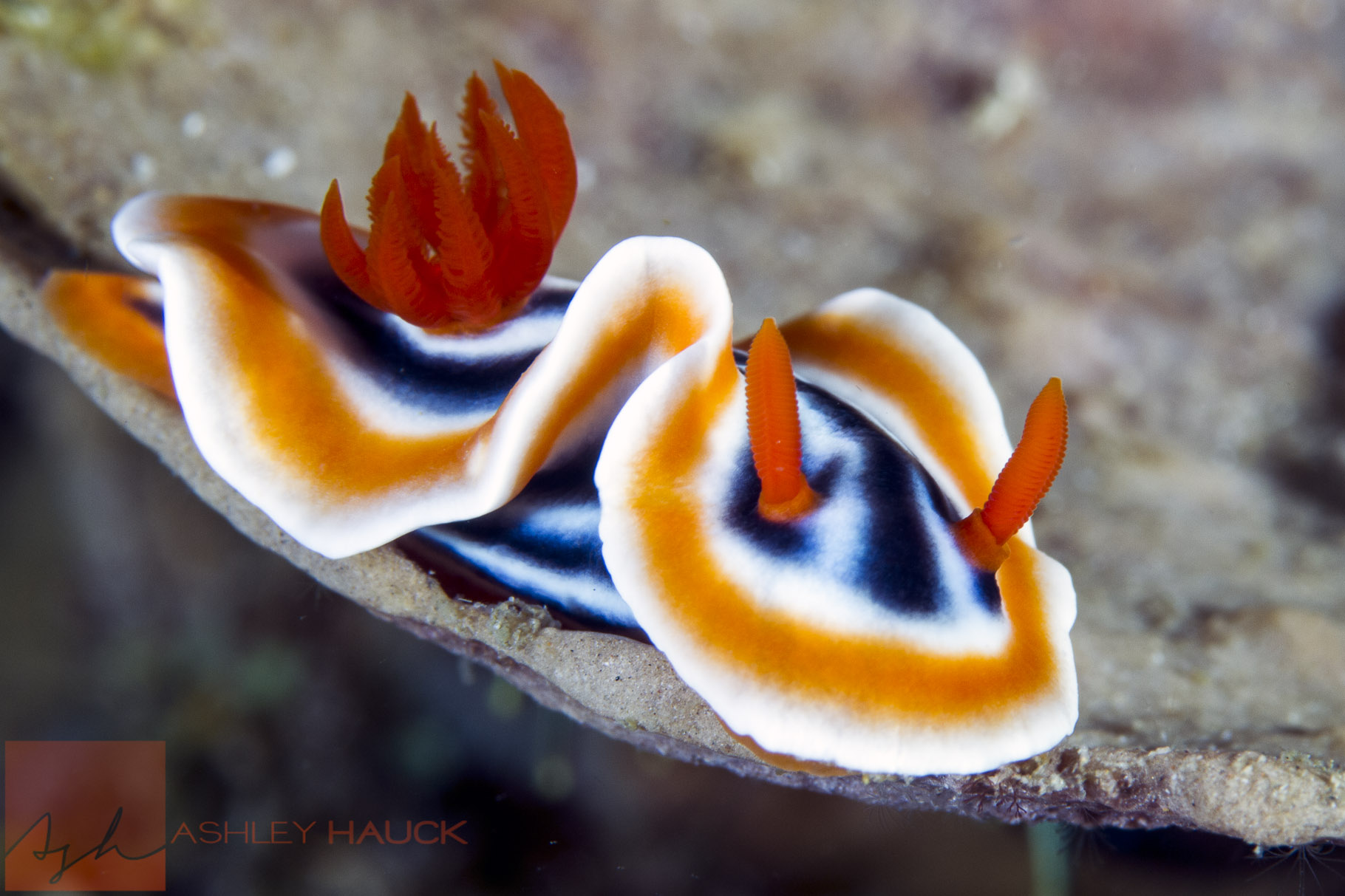 How to Fall in Love with Nudibranchs in 12 Easy Steps