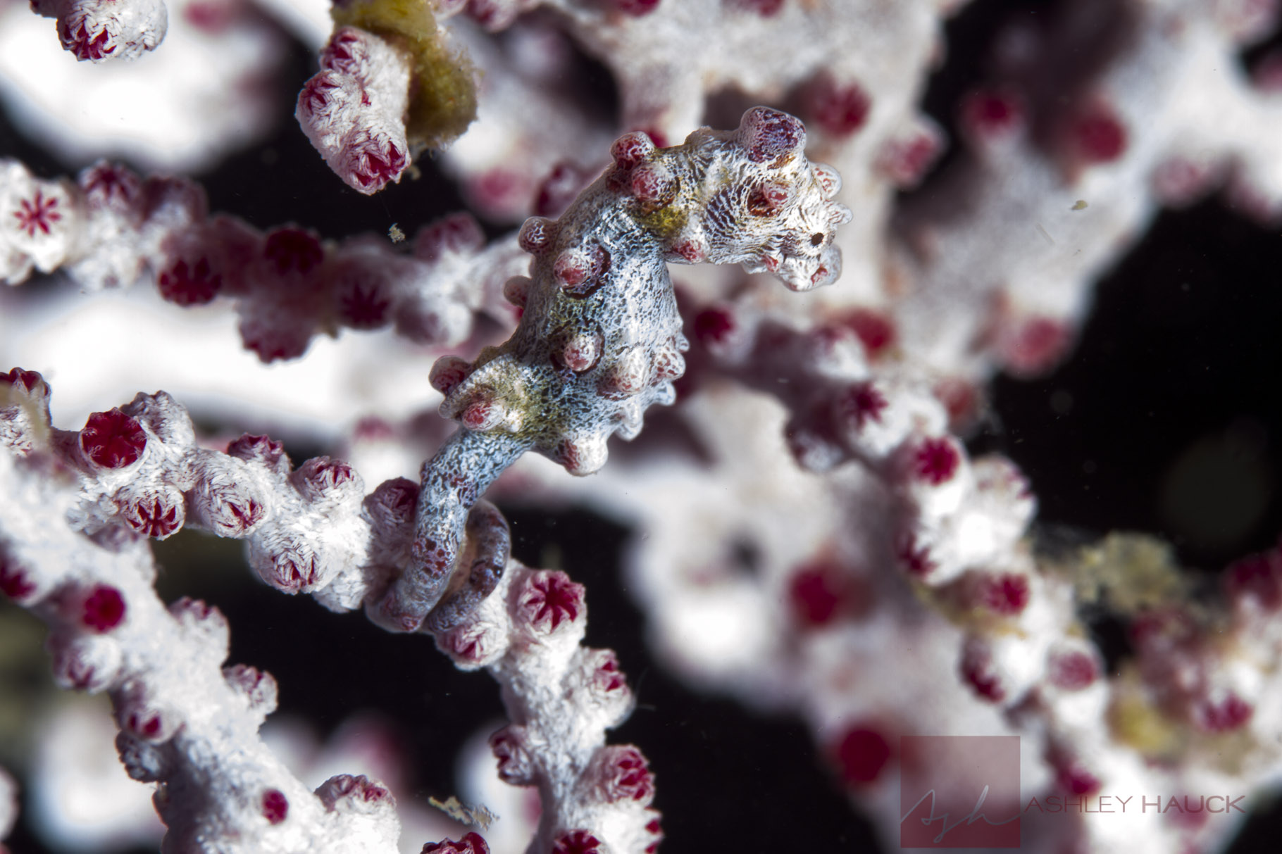 In Pursuit of Pygmy Seahorses