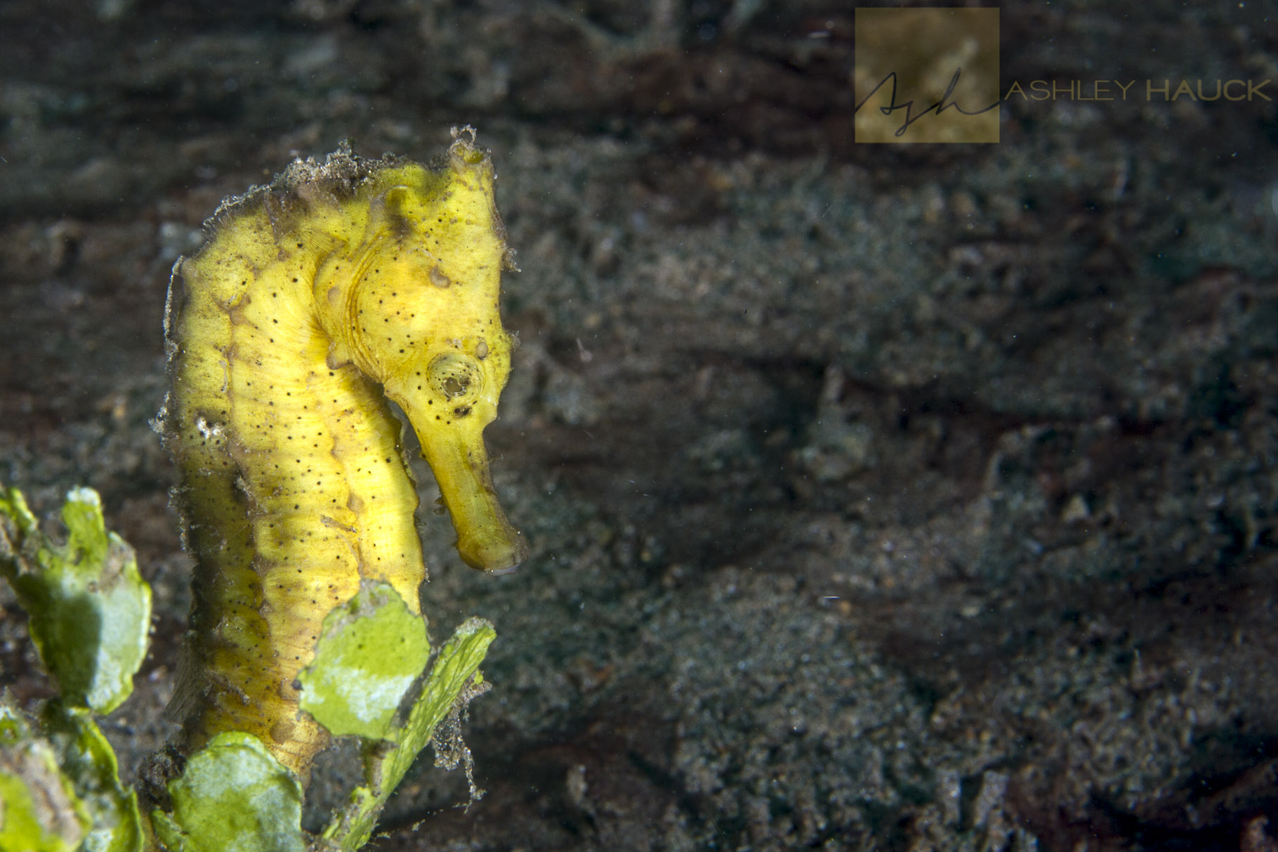 Anilao, Batangas, Philippines: Yellow thorny seahorse
