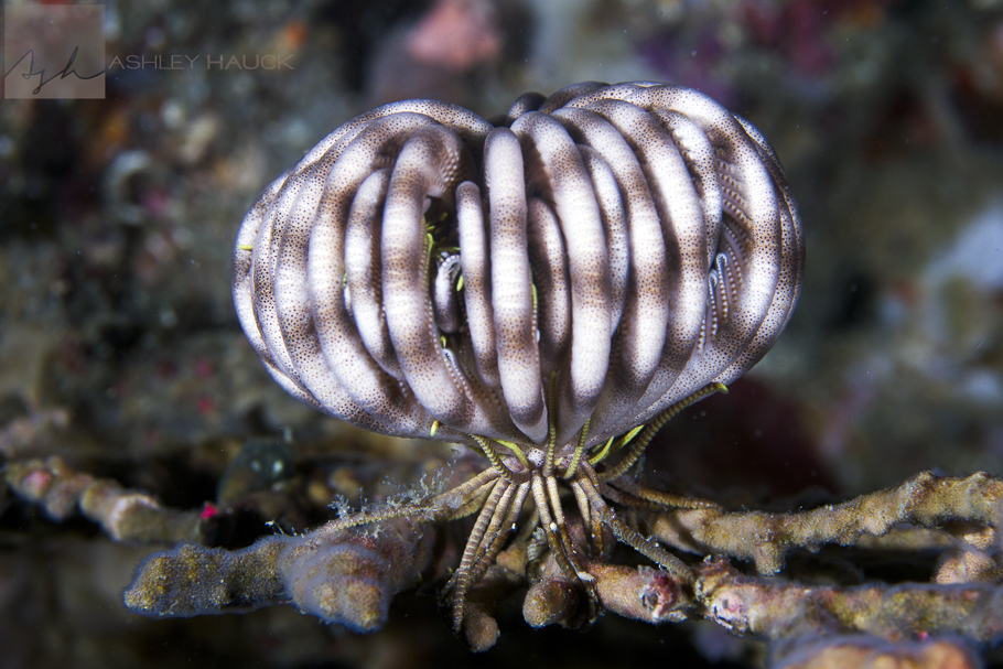 Creepy crinoids and the camouflaged critters that colonize them