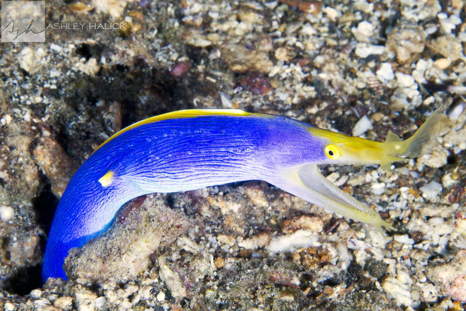 Everything you need to know about ribbon eels, and a little about gymnastics