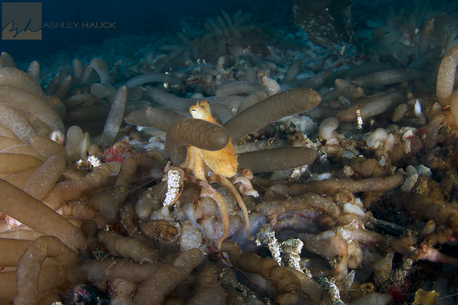 Catalina Island, California: Red Octopus