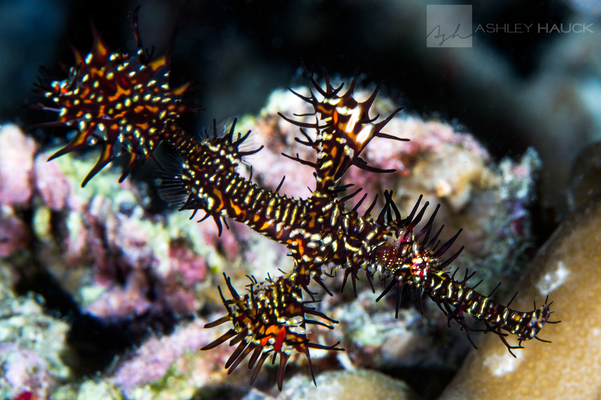 A Limerick about the Ornate Ghost Pipefish