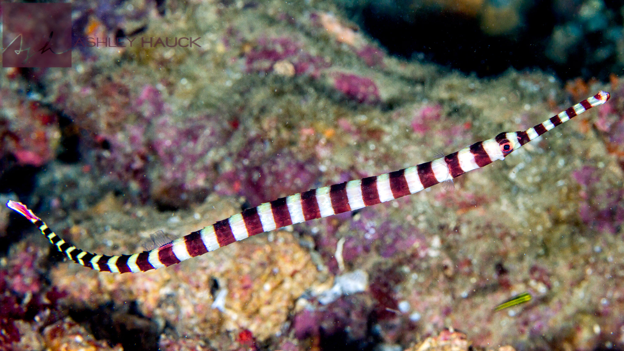 Ringed or Banded Pipefish (Dunckerocampus dactyliophorus), another member of the Syngnathidae family