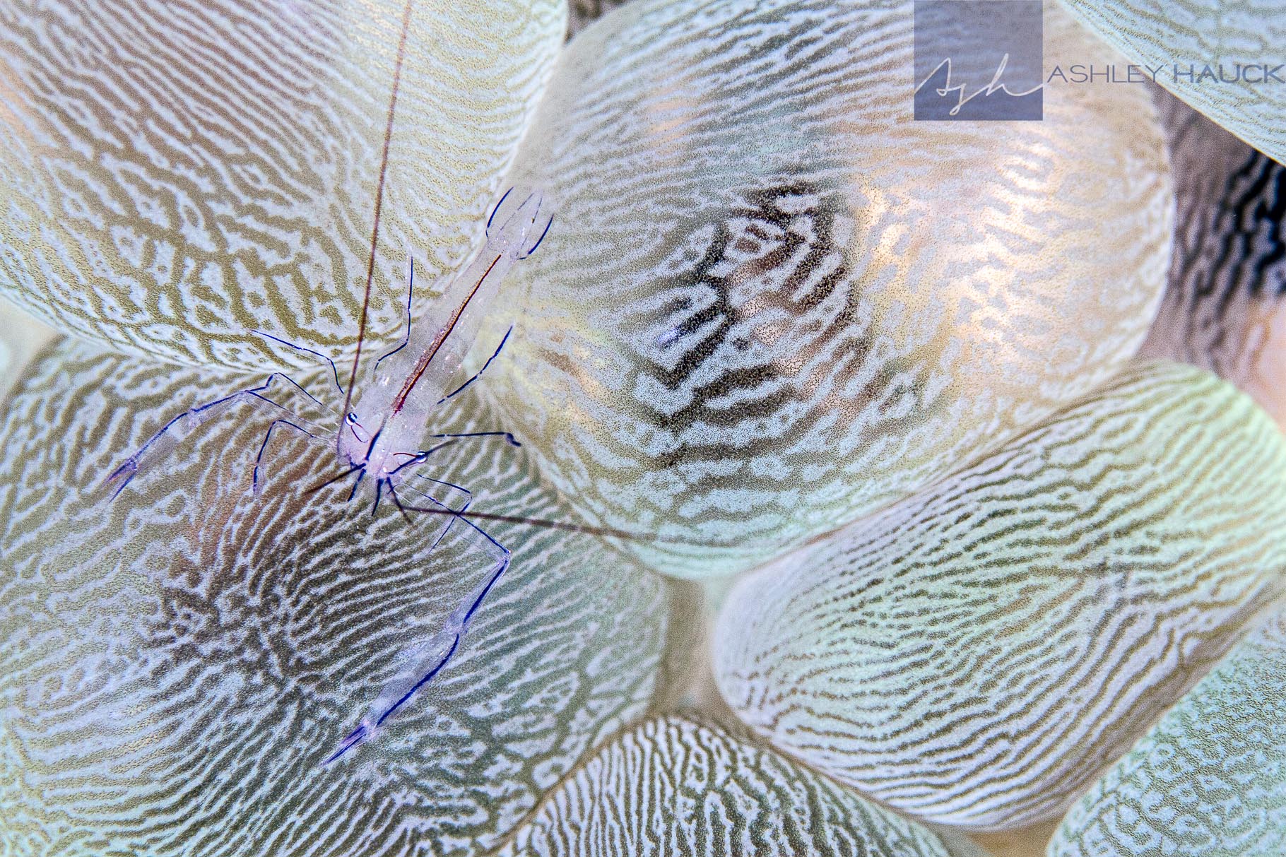 Anilao, Batangas, Philippines: Bubble coral shrimp
