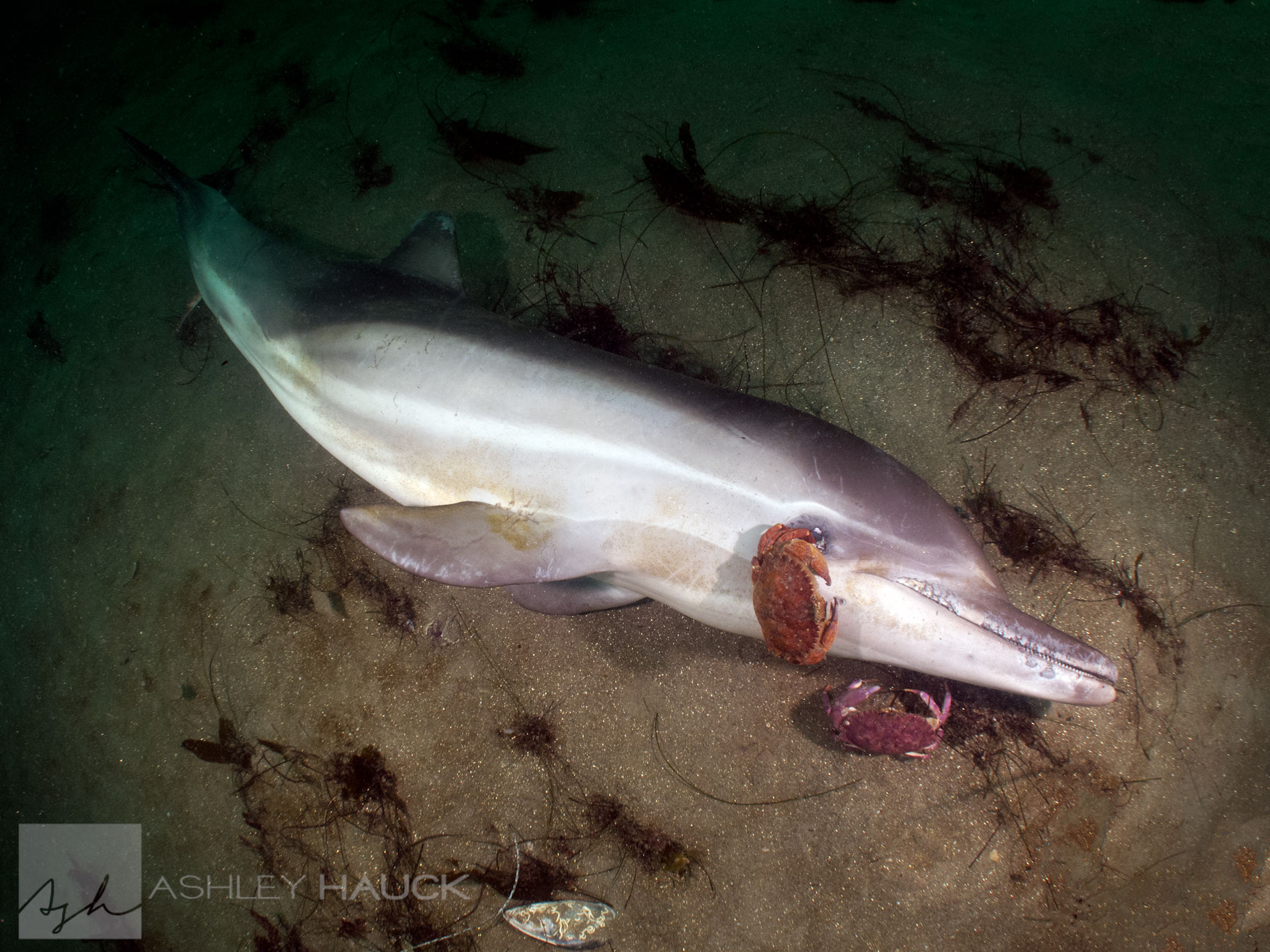 Dead dolphin at La Jolla Shores, San Diego, California