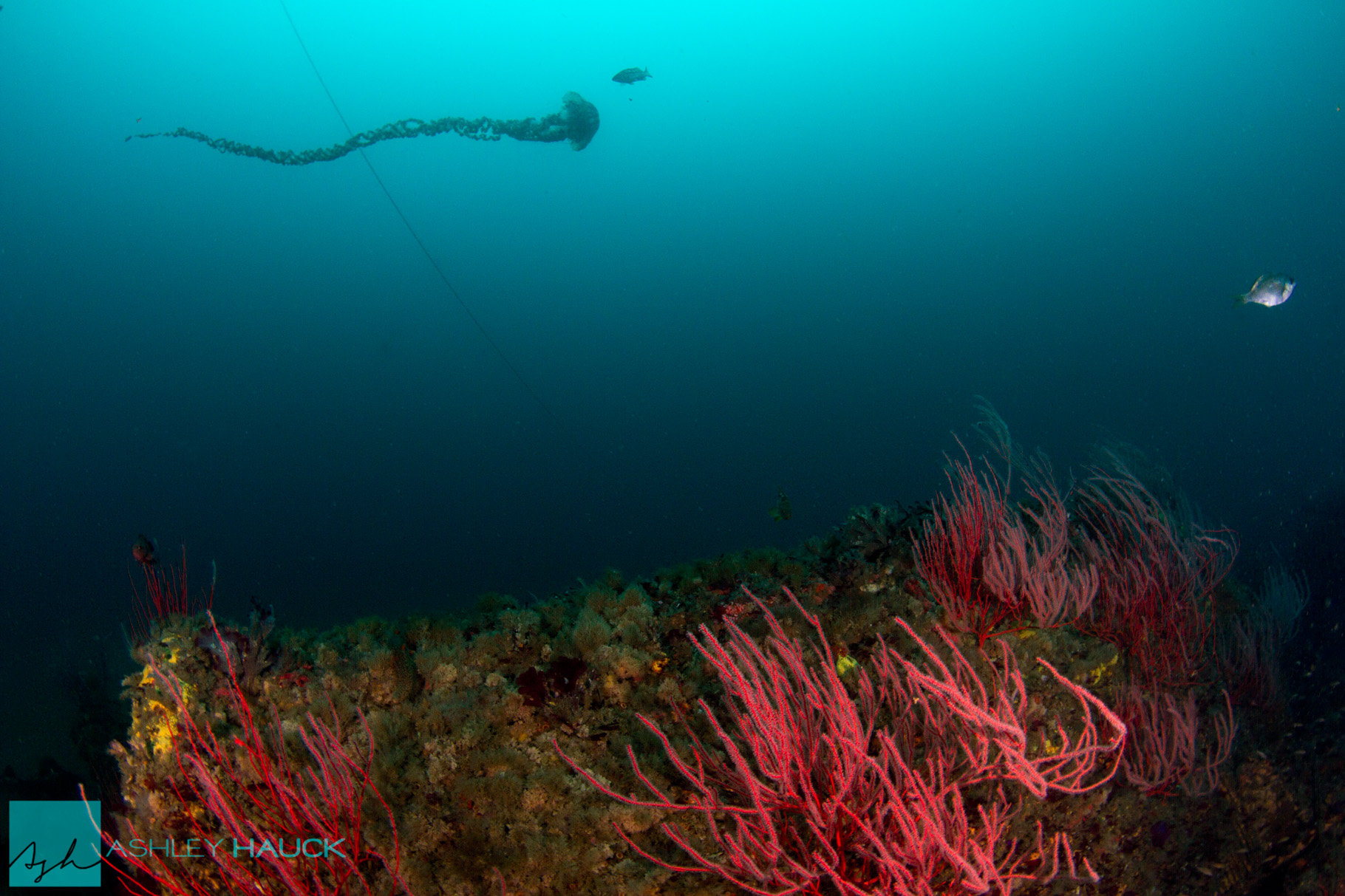 The Purple-Striped Jellyfish/Sea Nettle (Chrysaora colorata)