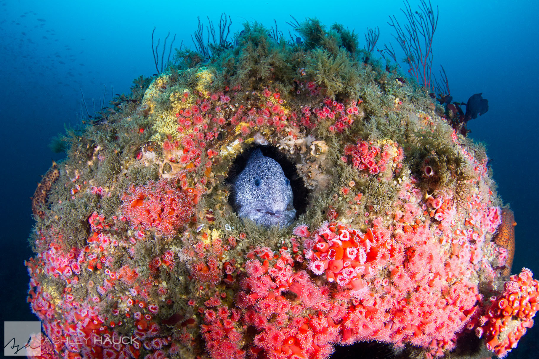 Photo of the Week: A Wolf Eel on the USS Hogan Wreck