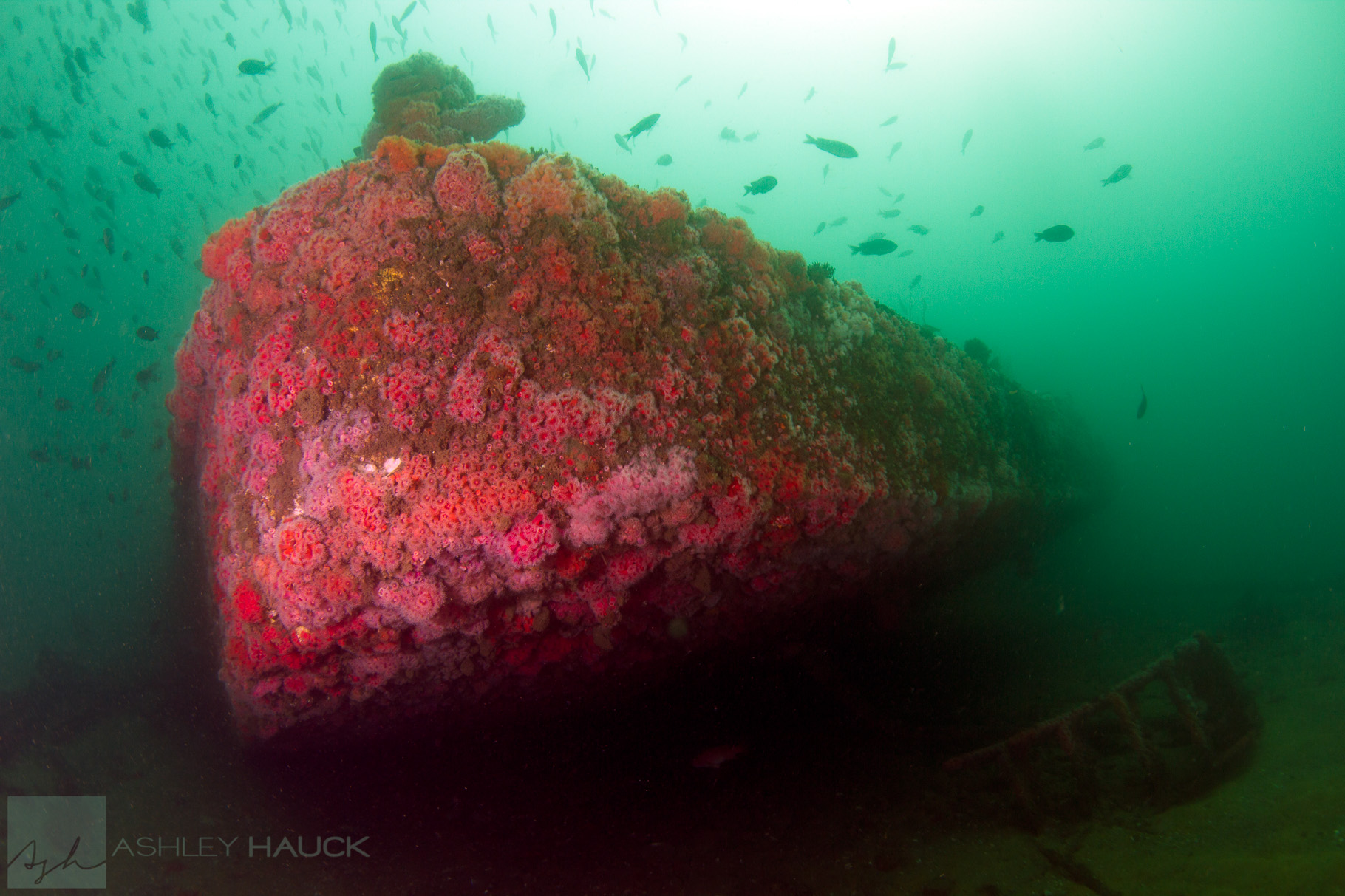Diving The Kelp Cutter: The El Rey Wreck