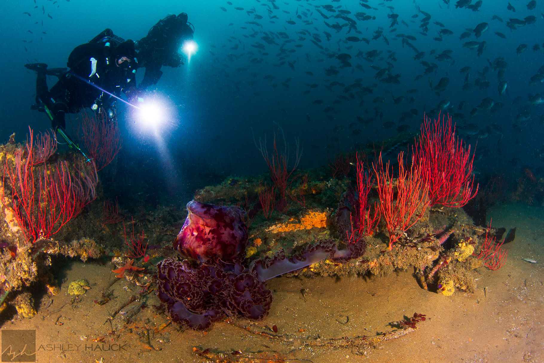 Photo of the Week: Black Sea Nettle Jellyfish on the USS Hogan Wreck