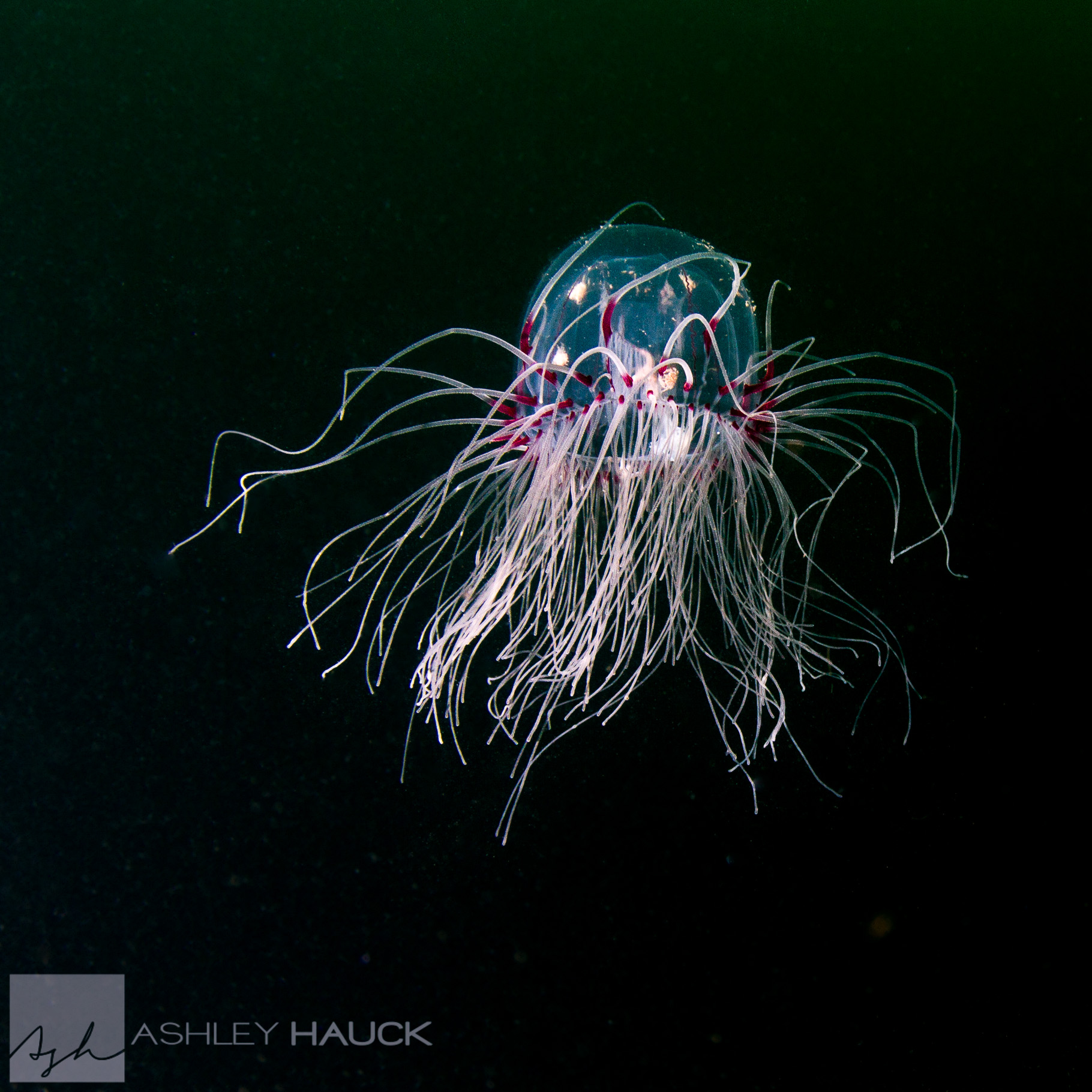 Red-Eye Medusa jellyfish (Polyorchis pencillatus)
