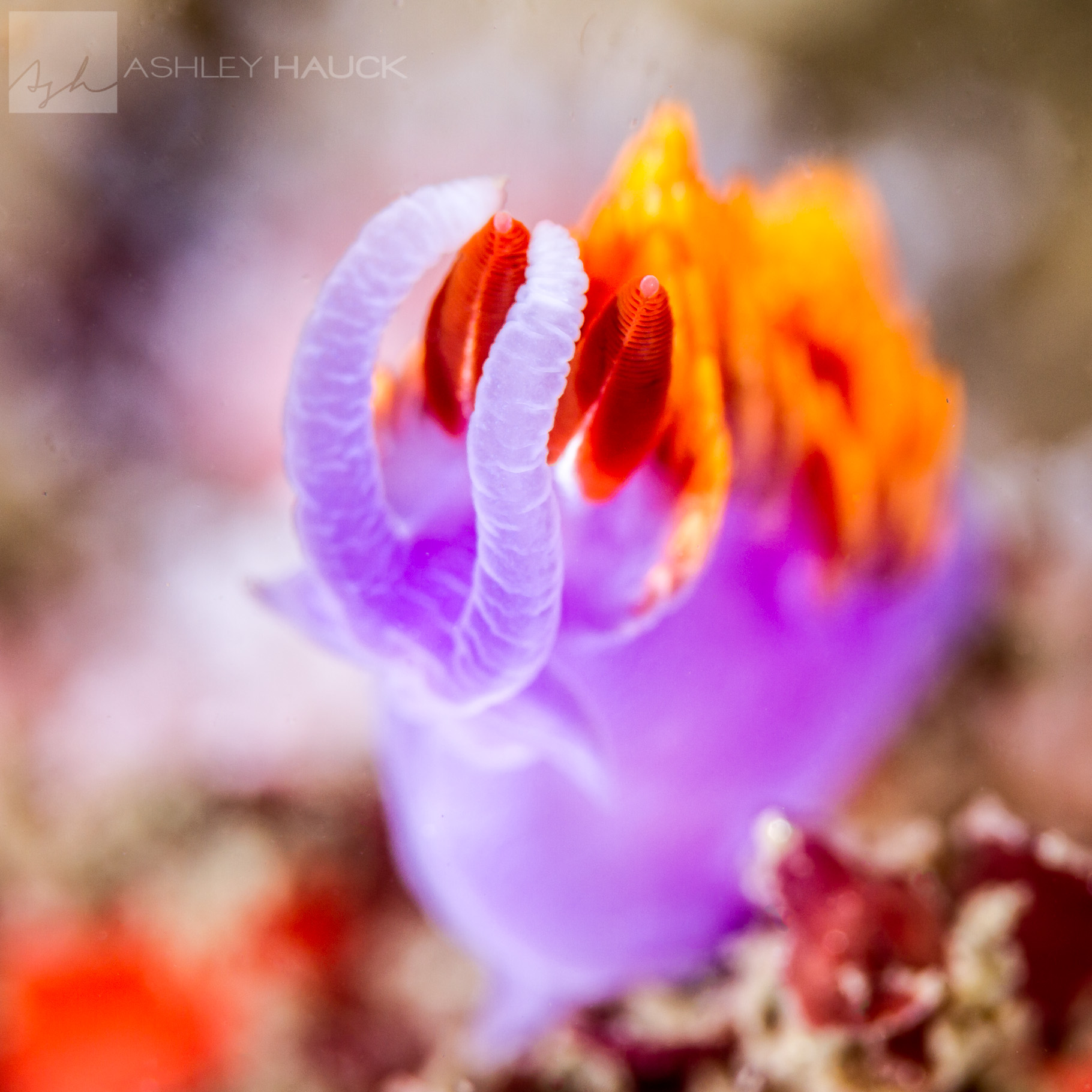 Point Loma Kelp, San Diego, California: Spanish Shawl (Flabellina iodinea) Nudibranch
