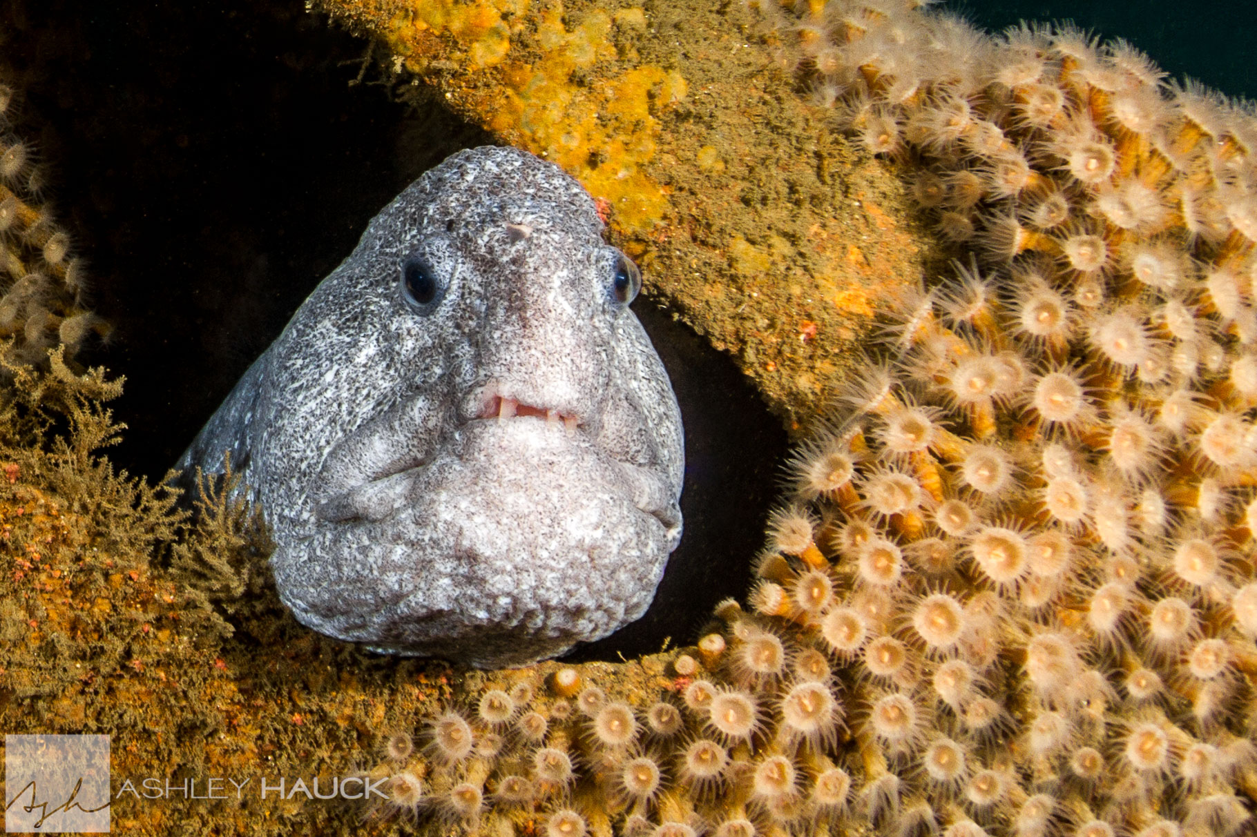 A wolf eel living in the wreckage of the UB-88 submarine wreck